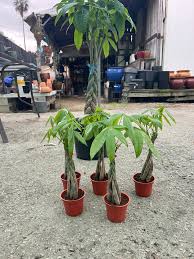 Image result for Pachira