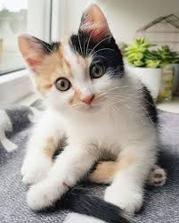 Dear God Don T Let Him Get Any Bigger Cute Cats Kittens Cutest Cute Cats And Kittens
