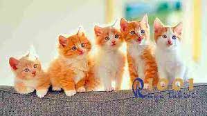 ruyada kedi gormek yavru kedi sevmek siyah ve beyaz kedi 1001ruyatabiri com