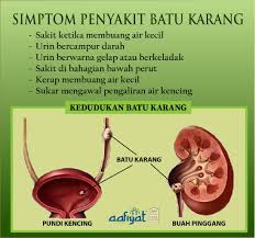 Selama ni kucing anda sangat cemerlang menggunakan cat litternya. Simptom Penyakit Batu Karang Aafiyat Lifestyle Facebook