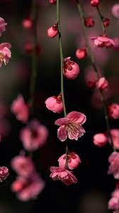 4k ultra hd 8k ultra hd. 25 Spring Iphone Wallpapers