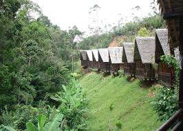 Image result for Alafia orientalis