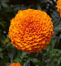 Image result for Tagetes erecta