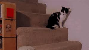 When You Try To Walk The Morning After Leg Day Cats Cool Pets Funny Cat Videos