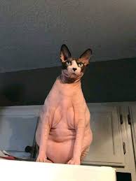 Sisko Kedilerin Birbirinden Komik Ama Bir O Kadar Da Tatli Fotograflari Kedi Komik Fotograf