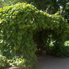 This woody vine will require occasional maintenance and upkeep, and is best pruned in late winter once the threat of extreme cold has passed. Buy Dutchman S Pipe Aristolochia Durior 20 Seeds Online Seeds Hobbyseeds Store