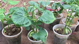 Rodale institute leads the way in organic agriculture research. Starting Beans Indoors Organic Horticulture Organic Vegetable Garden Organic Gardening Magazine