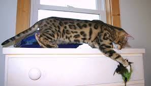 Savannah cats are a spotted domestic cat breed started in the 1980's. Bengals Savannahs And Other Domestic Hybrid Cats In Iowa Home Facebook