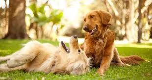 Male and Female Dog Behavior Differences