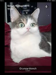 Menchie Funny Animal Photos Funny Animal Memes Grumpy Cat