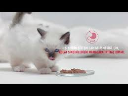 Bir Kedinin Yavru Halinden Buyume Evresi Youtube