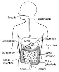 Organ Placement In The Body Anatomy Organs Chart Best