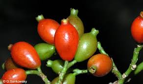 Image result for Aidia