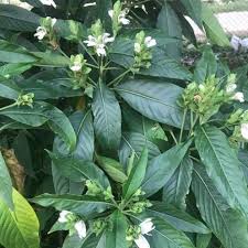 Image result for Pseudarthria