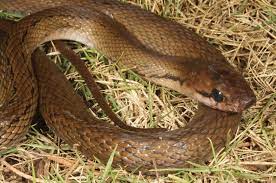 Ular tikus, atau dalam bahasa inggris disebut ratsnake, adalah sebutan umum untuk berbagai spesies ular tidak berbisa (suku colubridae) yang menyukai aneka jenis tikus liar sebagai makanan utama mereka. Ular Tikus Wikipedia Bahasa Indonesia Ensiklopedia Bebas
