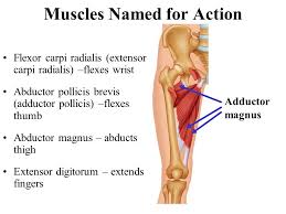 The movements of skeletal muscles are made possible by two points of attachment known as the origin and insertion, some muscles are also named for these points. A P The Muscular System Physiology Naming Physics Chapter Ppt Download