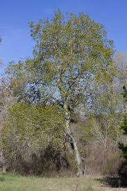 Image result for Salicaceae