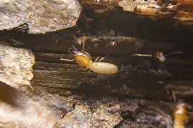 There are over 2,300 species of termites and knowing which type is. Termite Control Archives Northwest Exterminating