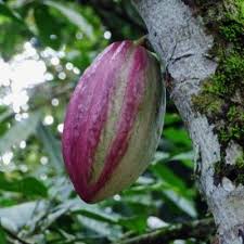 Check spelling or type a new query. Cacao Plant Info Learn About Growing Cocoa Beans Cacao Plant Cacao Tree Cocoa Plant