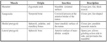Most advance biological machines of universe part (2) this lies in the frontal lobe immediately anterior to the central sulcus.the cell bodies are pyramid shaped and they initiate the contraction of skeletal muscles.a nerve fiber from a betz`s cell passes downwards through the internal capsule to the medulla oblongata where it. Muscles Of Mastication Muscles Of Facial Expression Medical Student Study Muscle
