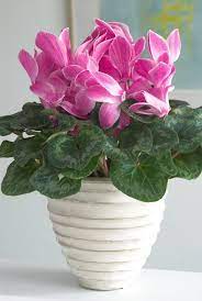 Indoor Blooming Plants That Will Instantly Liven Up Your Home Blooming Plants Flower Pots Beautiful Flowers Photos
