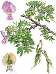 Image result for Stemodiopsis glandulosa