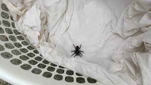 They are found in north america, south america, and australia, and their webs have wide mouths. Australian Reptile Park Warns Of Funnel Web Spider Bonanza Due To Wet Weather Abc News