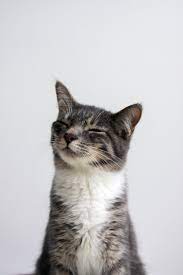 Not Found Cute Animals Animals Cats