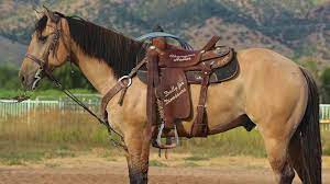 We just can't get enough of him and ,to be honest, it seems like others cannot either! Buckskin Heel Horse 5 Year Old Aqha Gelding 15 1 Hands Tall Youtube