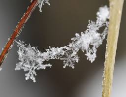 Snowflake Wikipedia