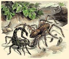 There's a reason why dogs have been called man's best friend. 21 Interesting Facts About Camel Spiders Factpros