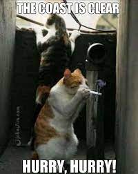 Joke4fun Memes Sneaky Cats