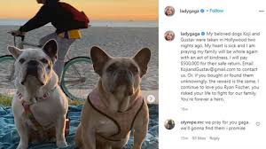 The woman found the dogs and reached out to lady gaga's staff to return them, the lapd said in a statement. Woman Gaga Pleads For The Secure Return Of Her French Bulldogs Gives 500ok Reward Daily Pet Journal