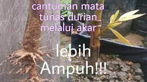 Belajar cara buat cantuman mata tunas durian musang king dari awal sampai habis. Cara Cantuman Mata Tunas Durian Musang King Melalui Akar Youtube