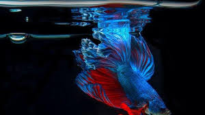 Ikan mas sebenarnya memiliki kemampuan adaptasi yang cukup baik serta perkembangbiakan yang cukup mudah. Penyebab Ikan Cupang Mati Mendadak Bisa Karena Pola Makan Yang Buruk Tribun Jambi