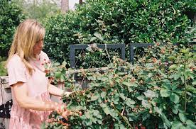 Pick your own blackberries at jollisant farm! Tips To Grow Blackberries In Houston Rooted Garden