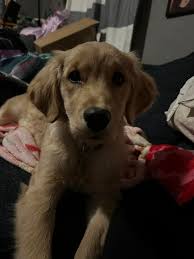 Hey everyone, I've been in this group since I got my retriever but have  never posted so as my retriever turned one