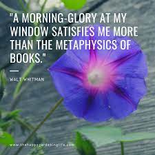 A Morning Glory At My Window Satisfies Me Nature Poem Garden Quotes Poem A Day