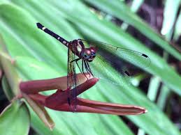 Image result for Anadelphia  trispiculata