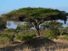 Image result for Antopetitia abyssinica