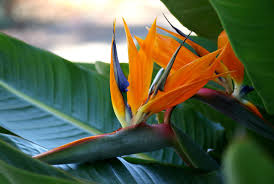 Strelitzia Reginae Bird Of Paradise Plant Varieties Strelitzia Reginae Plants Plant Leaves House Plants