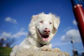 Double Merle Dogs A Lethal Genetic Combo That S Totally Preventable The Dogington Post