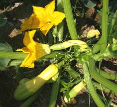 Maybe you would like to learn more about one of these? Summer Squash Home Garden Information Center