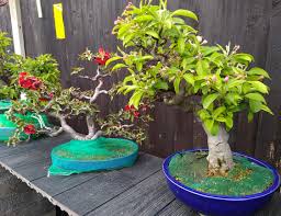 4.5 out of 5 stars. Crabapple And Quince Make A Great Flowering Team Bonsai