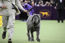 Agility competition takes place saturday, feb. Westminster Dog Show On Twitter Another Triviatime From The Working Group This Breed S Movement Is Described As A Rolling Motion And Swaying Of The Body At All Gaits Is Characteristic They Were