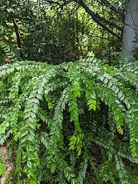 Image result for Memecylon sp. D