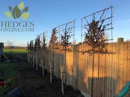 Tree growers tie and interlace the supplest, young shoots into a frame. Pleached Trees New Development Sites Create Raised Green Screens