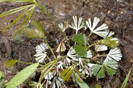 Image result for Actiniopteris semiflabellata