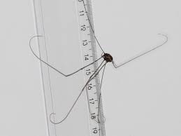 Image result for Arachniodes webbiana