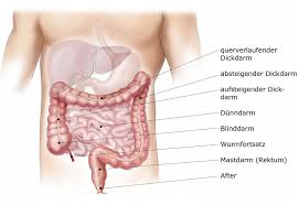 This image rendered as png in other widths: Anatomie Und Funktion Des Darms Dkg